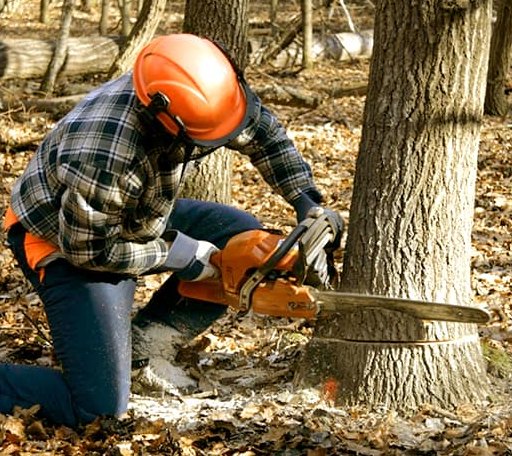 Tree Removal in Nevada, IA